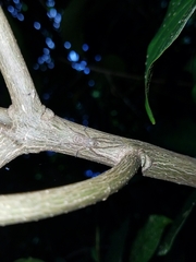 Pandercetes gracilis