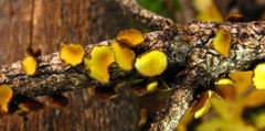 Lachnellula arida
