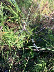 Argiope aemula