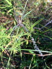 Argiope aemula