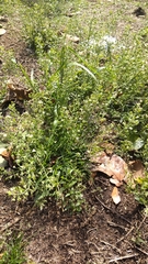 Capsella bursa-pastoris