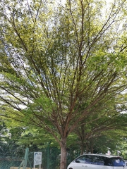 Terminalia molinetii