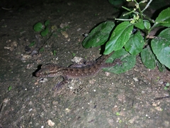 Cyrtodactylus marmoratus