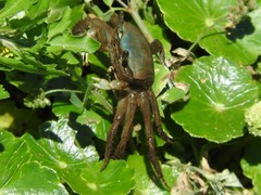 Minuca longisignalis