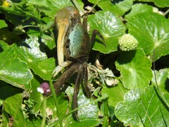 Minuca longisignalis