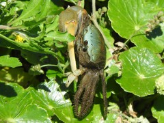 Minuca longisignalis