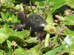 Minuca longisignalis