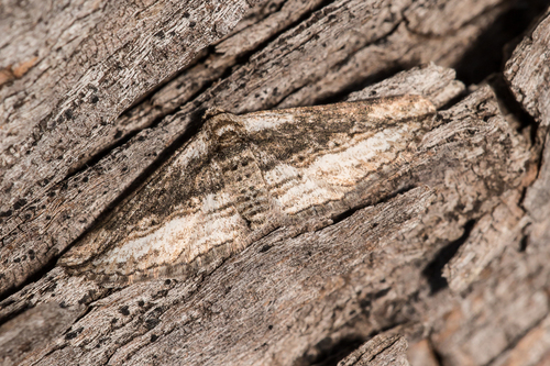 Chesiadodes bicolor