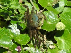 Minuca longisignalis