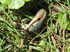 Minuca longisignalis