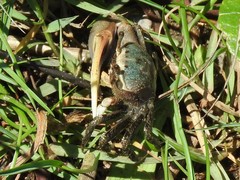 Minuca longisignalis