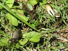 Minuca longisignalis