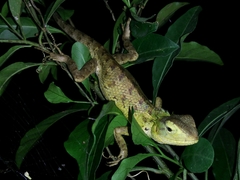 Calotes versicolor