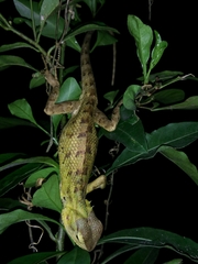 Calotes versicolor