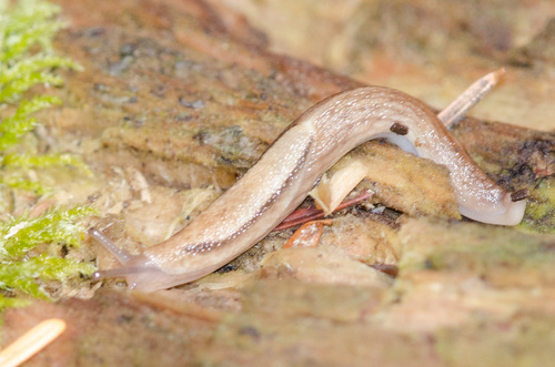 Reticulate Taildropper