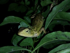 Calotes versicolor