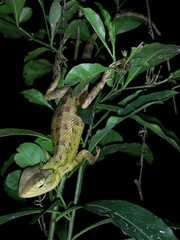 Calotes versicolor