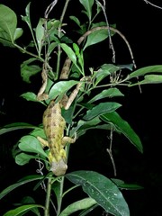 Calotes versicolor