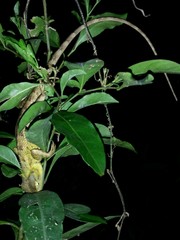 Calotes versicolor