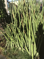 Sansevieria cylindrica