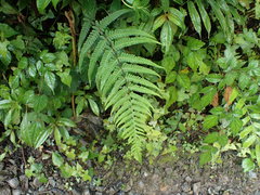 Pseudophegopteris hirtirachis