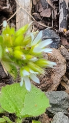 Angiospermae