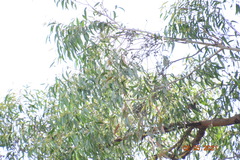 Eucalyptus eugenioides