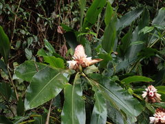 Alpinia sessiliflora