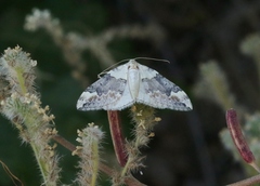 Dysstroma brunneata