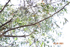 Eucalyptus eugenioides