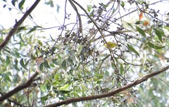 Eucalyptus eugenioides