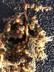 Sargassum sinclairii