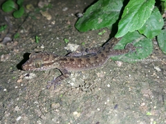 Cyrtodactylus marmoratus