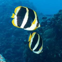 Chaetodon tricinctus