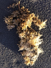 Sargassum sinclairii