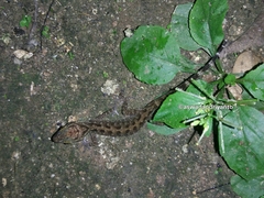 Cyrtodactylus marmoratus