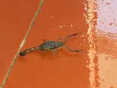 Centruroides gracilis