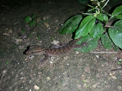 Cyrtodactylus marmoratus