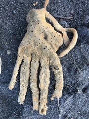 Callyspongia annulata