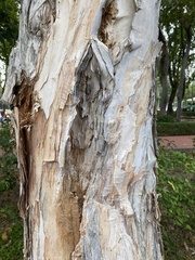 Melaleuca cajuputi cumingiana