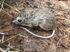 Chaetodipus hispidus