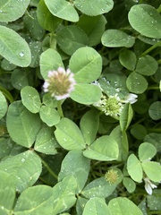 Trifolium repens