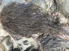 Gracilaria chilensis