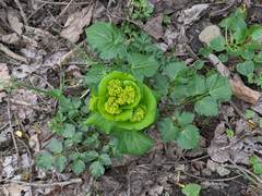 Smyrnium perfoliatum rotundifolium