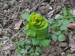 Smyrnium perfoliatum rotundifolium