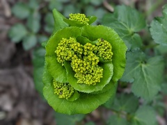 Smyrnium perfoliatum rotundifolium