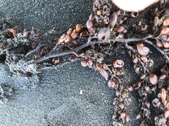 Sargassum sinclairii