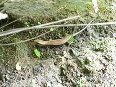 Eutropis multifasciata