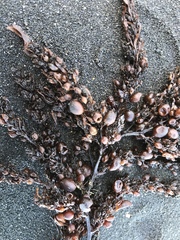 Sargassum sinclairii