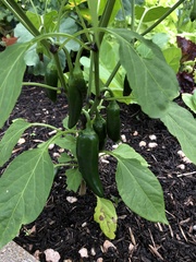 Capsicum annuum annuum